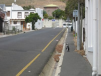Penguin on the street